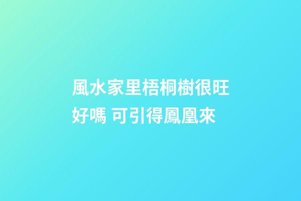 風水家里梧桐樹很旺好嗎 可引得鳳凰來